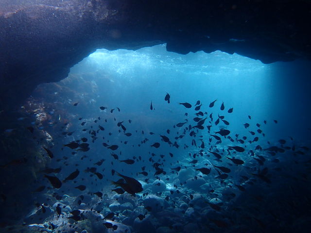 x˃u[AbL[̉摜łBKChĂꂽނɊӂ܂B_XL[ovVbvx