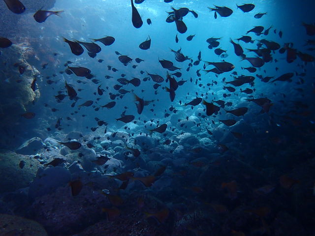 n`n̂̃VGbg_XL[ovVbvx