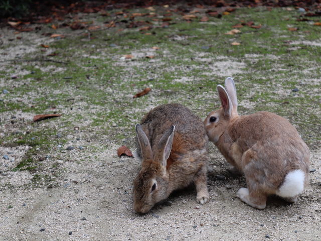 ���������ۂ����킢���I_���r�b�g���C���i�O���]��v�쓇�q�H�j