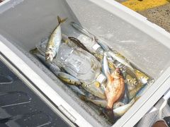 TakoSeafari Japanւ̓eʐ^1