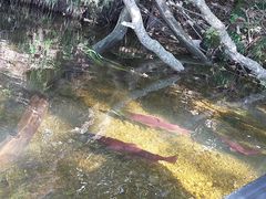 Perth����̎��R�̌��H�[�����Ȃ����ւ̓��e�ʐ^1