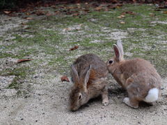 Ă񂳂̃rbgCiO]v쓇qHjւ̓eʐ^1