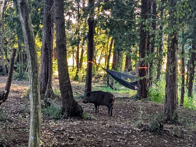 �ǂ񂮂��H�ׂɃC�m�V�V���V�тɗ��Ă��܂����I_����_�� �����