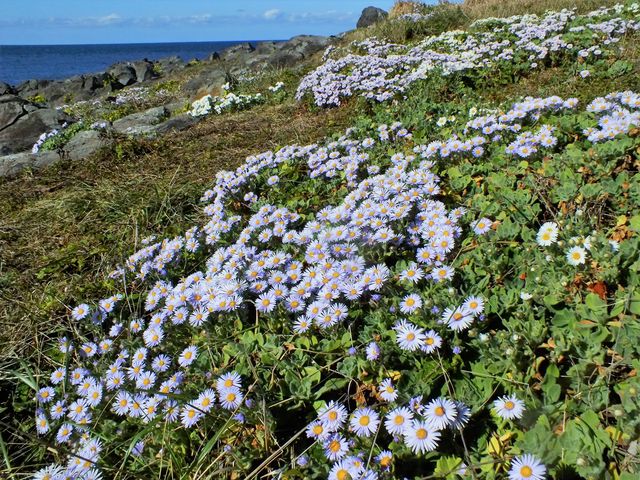 _}MN@112Be@p䉺̓HeɂR炢Y(^^
_q蕗̌