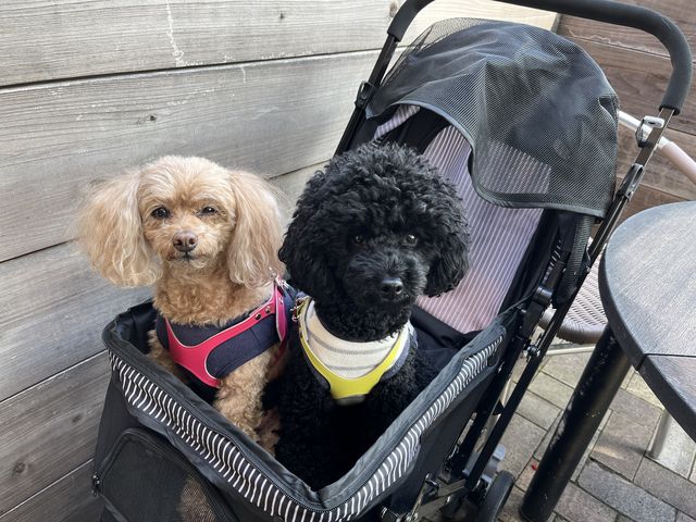 �e���X�Ȃɂ�_�召��