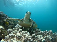 ݂ۂSeaChanΊ_ւ̓eʐ^1