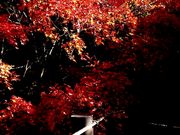 yu]cyan̉ԊьkJ̍gt̓eʐ^1