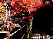 yu]cyan̉ԊьkJ̍gt̓eʐ^1