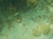 䂸ЂȂ̃Vm[POVbvIv̓eʐ^1