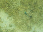 䂸ЂȂ̃Vm[POVbvIv̓eʐ^2