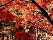 yu]cyan̉ԊьkJ̍gt̓eʐ^1