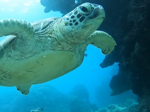 ���������j���T����I_SHISHI�Ί_��