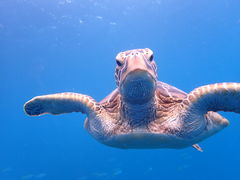 �҂�񂳂�̃V�[�W���b�N�_�C�u�t�@�~���[�ւ̓��e�ʐ^1