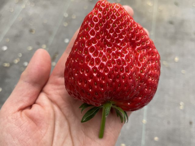 �傫���Đ^���Ԃ�䕂������ς�����܂����B_�������̗��@�������_��