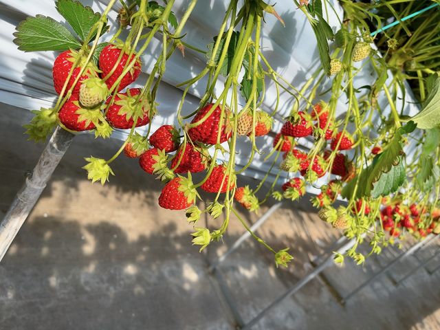 ���Ԃ�ȃC�`�S�ł���_���c�������t�@�[��