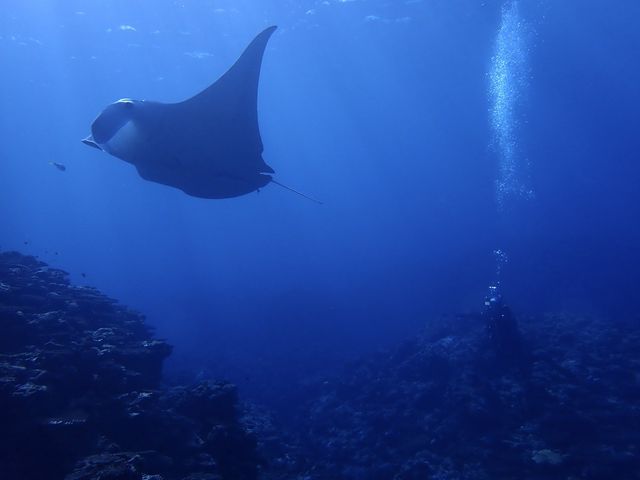 �ō��ł����[�I�I_�����C�g�Ί_���_�C�r���O�V���b�v