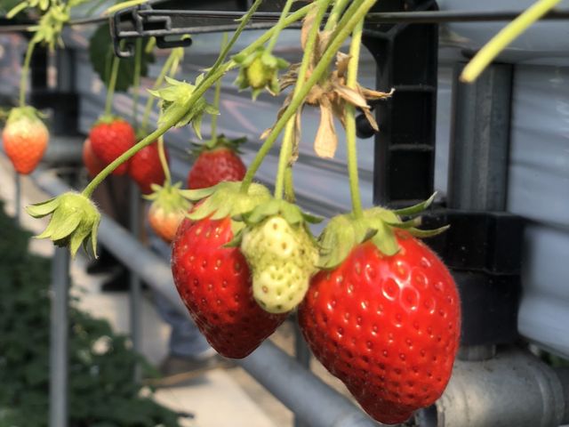 �ʐ^���傫�ȃC�`�S����R����܂�����B_�r�{�_��