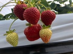 g񂳂̂܂t@[ւ̓eʐ^1