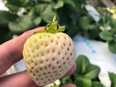 g񂳂̂܂t@[ւ̓eʐ^2