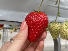 Ӂ[񂳂̂@܂ւ̓eʐ^1