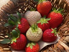 ���Ƃ����䕉����Ƃ��ւ̓��e�ʐ^1