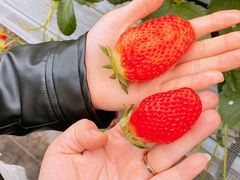 䂤񂳂̋Rx[hւ̓eʐ^2