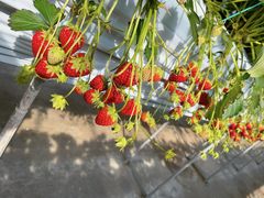 ܂₿񂳂̌ct@[ւ̓eʐ^1