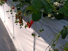 邿񂳂OBLADI strawberry farmւ̓eʐ^1