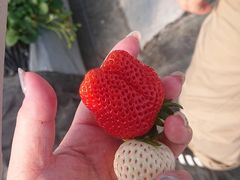 ͂ȂႳ̃Xgx[h}ւ̓eʐ^2