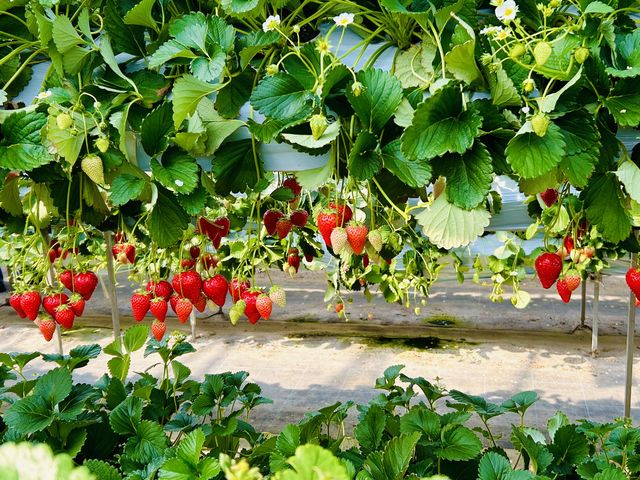 �傫���^���ԂȃC�`�S��������_�x�ÃA�N�A�t�@�[��