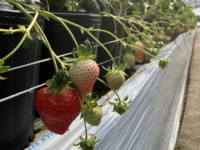 ���������_�E�L�E�L����������ό��_��