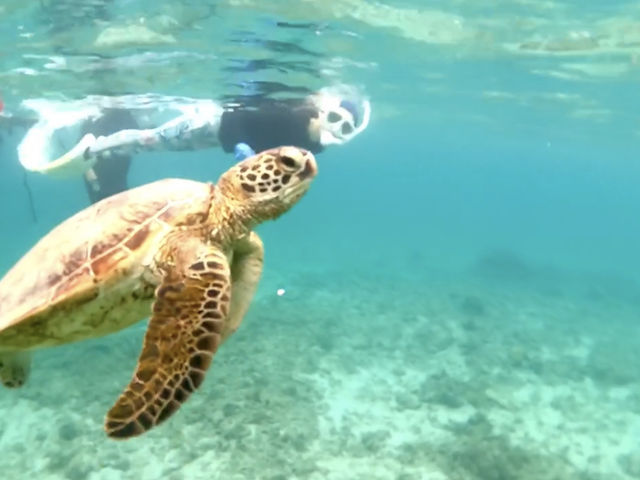 ���p���ɏオ���Ă��܂�_�����l�C�`���[�K�C�h�E�V���m�[�P�����O�E�J�k�[�E�i�C�g�c�A�[