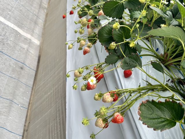 ���₷�������ł��B_�����̂�������