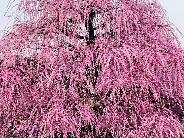 ���|�I���₩���I_�鎭�̐X�뉀