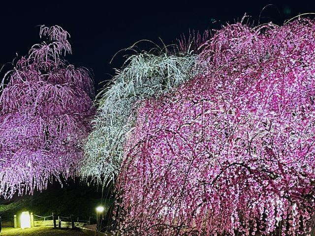 �ڂ��䂭�ʂ�I_�鎭�̐X�뉀