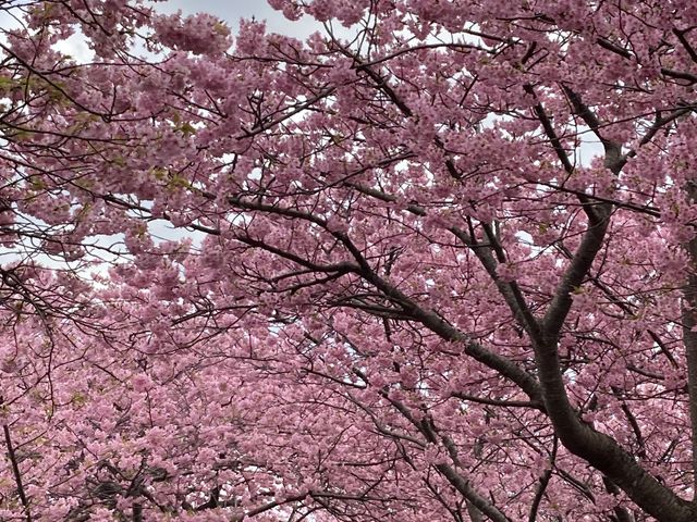 ���J�̍�_�͒Í��܂�