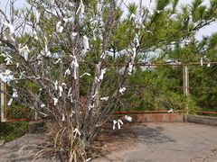 �݂�тЂ߂���̌�椐_�Ђւ̓��e�ʐ^1