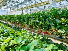 ݁[̕xÃANAt@[ւ̓eʐ^1