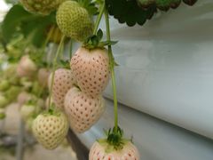 ҂̂Eu[x[_@x[̋ւ̓eʐ^1