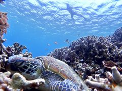 �̂񂿂�񂳂�̐Ί_���}�����T�[�r�X�߂̉��Ԃ��ւ̓��e�ʐ^1