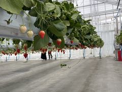 ꂿ񂳂̃qt@[ւ̓eʐ^1