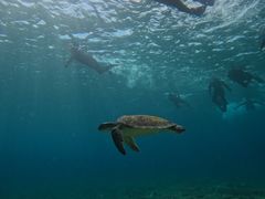 䂳SeaChanΊ_ւ̓eʐ^1