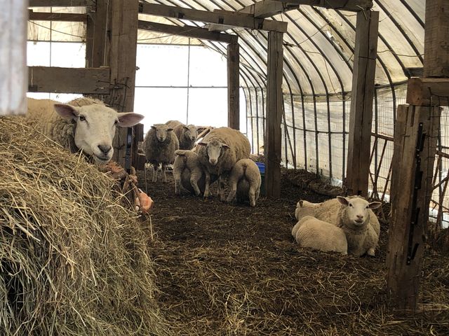 �K�������ȗr���񂽂�_�E���V�p�E�t���m