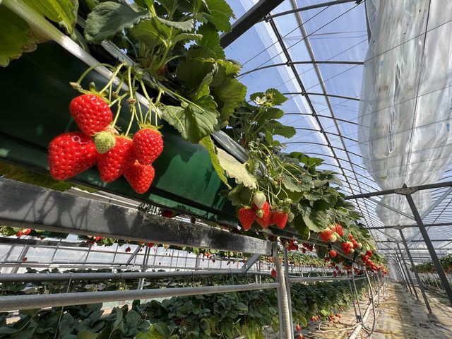 �H�ׂĂ��H�ׂĂ��Ȃ��Ȃ�Ȃ��_�{�c��������