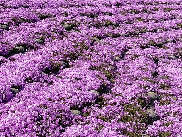 �h�C�c���̎ō�_�����h�C�c��