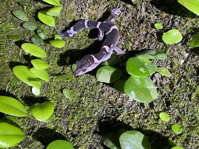 �I�r�g�J�Q���h�L
5.6�������猩���Ƃ������V���ɂ������Ȃ��g�J�Q���^�ǂ�����܂���^ ^_���FTokunoshima