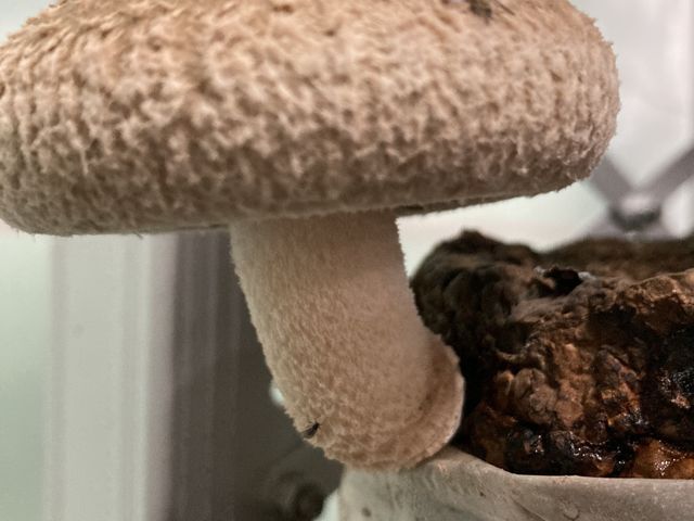 ���������I_���c���񂿂̒ő�