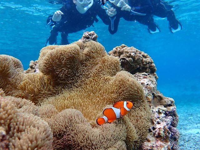 �Y��I_Reeftour HONEY