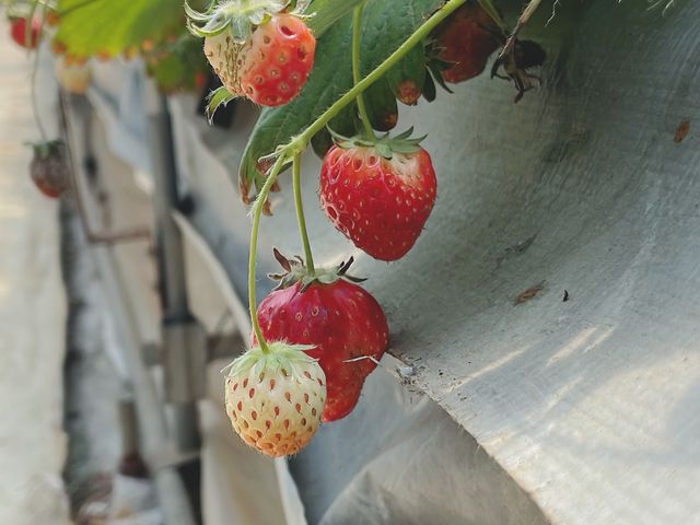 ���Ԃ���_���b�`�t�B�[���h�Ó�_��