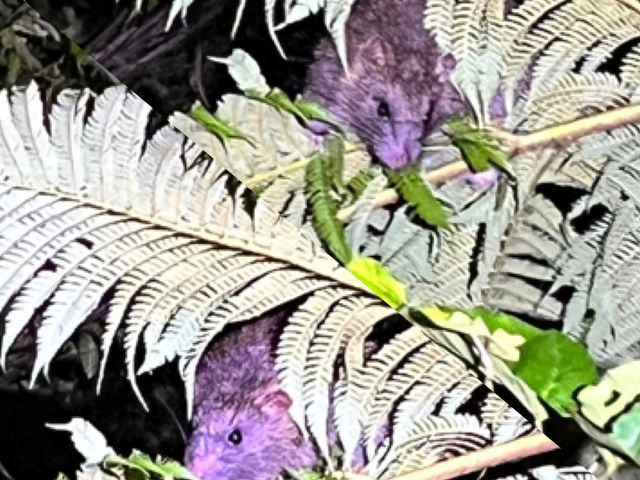 �����A�[�Ȗђ��l�Y�~�ɑ����ł��܂����B_�����I���W�i���T�[�r�X